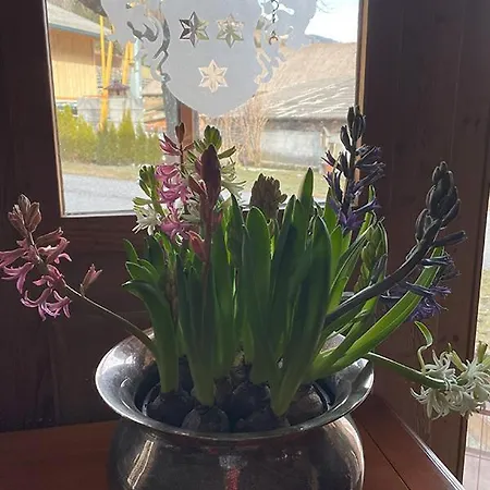 Schneiderhof Apartment *